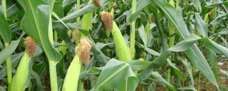 丹玉8401玉米品种简介，应选择肥力较好的地块种植