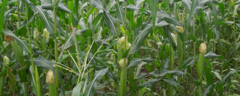 东科338玉米品种简介，应选择肥力较好的地块种植