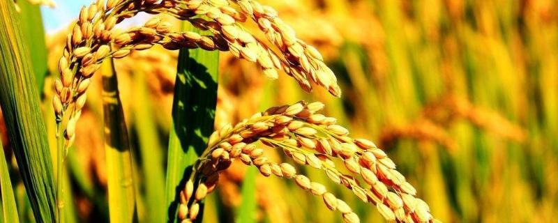 隆两优1177水稻品种简介，每亩插足基本苗6万以上