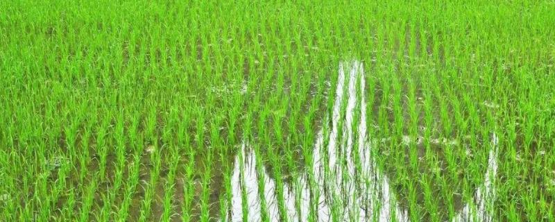 千优531水稻种子简介，秧田亩播种量6千克
