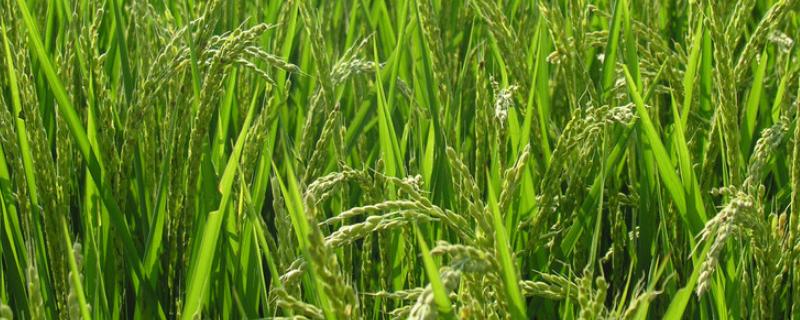 广两优990水稻品种的特性，籼型两系杂交水稻品种