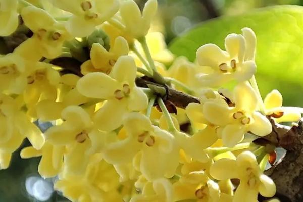 秋天常见的花有哪些，有芙蓉花、桂花、石蒜花等