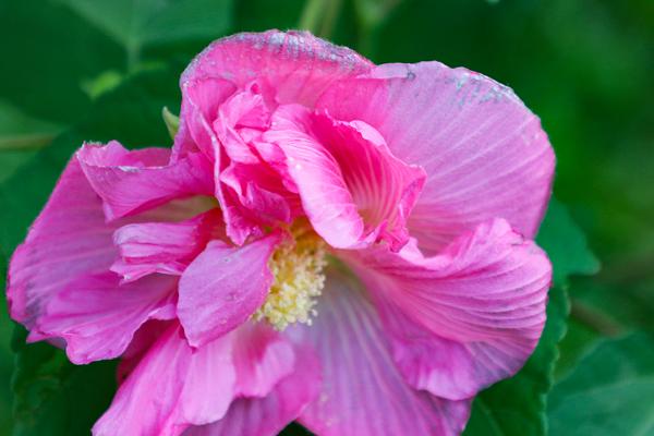 芙蓉花什么时候开，花期在每年的7-10月份