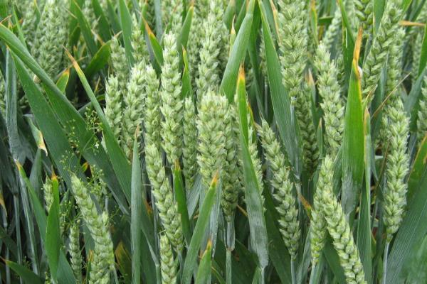 晋太1510小麦品种简介，每亩基本苗18～20万