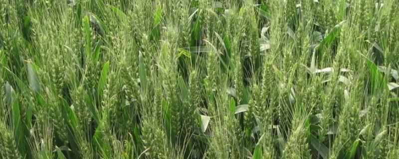 晋太1510小麦品种简介，每亩基本苗18～20万