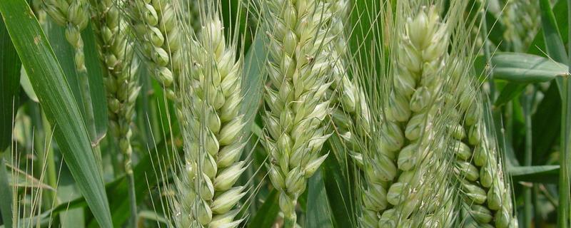 临糯88小麦种子特点，生育期234天