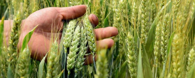 龙麦59小麦品种简介，生育期90天