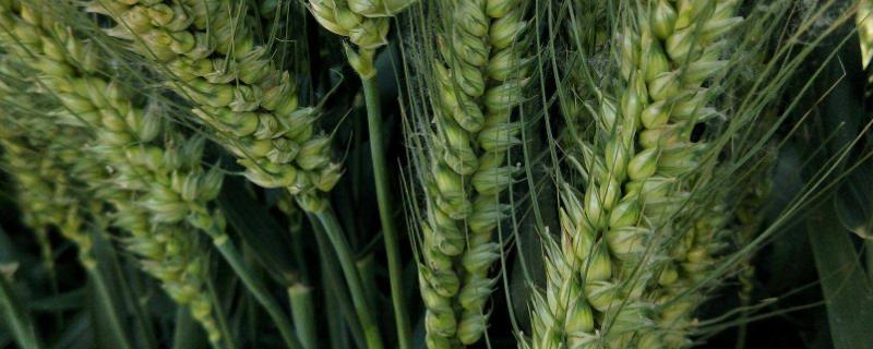 农麦730小麦种子特征特性，生育期90天