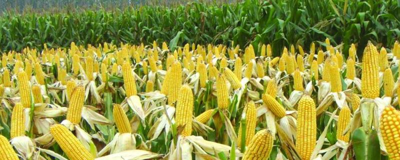 元隆116玉米品种简介，品种株型紧凑