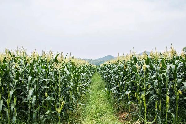 宏恺49玉米种子介绍，中抗大斑病