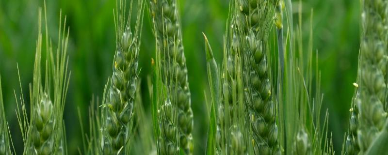 辽春31小麦种子简介，亩播种20公斤