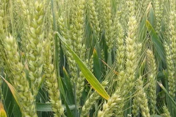 辽春31小麦种子简介，亩播种20公斤