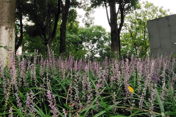 沿阶草能在室内养吗，适应能力强可以在室内养