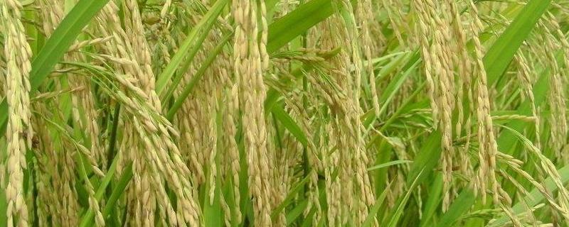 隆粳852水稻品种的特性，注意防治二化螟
