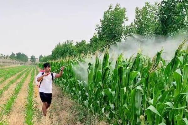 草铵膦除草剂对玉米的影响，合理的使用不会产生影响