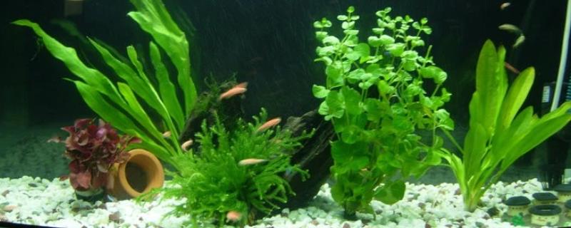 皇冠草怎么固定在鱼缸，可以放砾石作为基质栽培