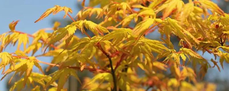 黄金枫移栽注意事项，在每年的秋天进行