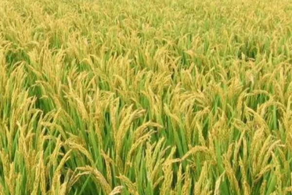 弘6S水稻品种的特性，在武汉5月中旬至6月上旬播种