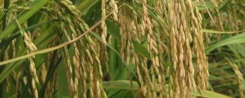 敦957A水稻种子介绍，在枝江母本于5月25日播种