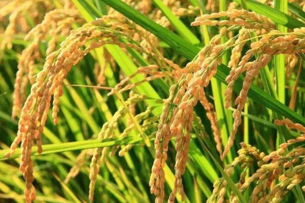 弘6S水稻品种的特性，在武汉5月中旬至6月上旬播种