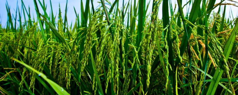 源95S水稻品种的特性，在武汉4月下旬至6月上旬播种