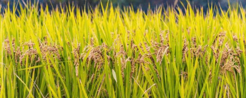 D两优311水稻种子简介，秧田亩播种量12-15千克