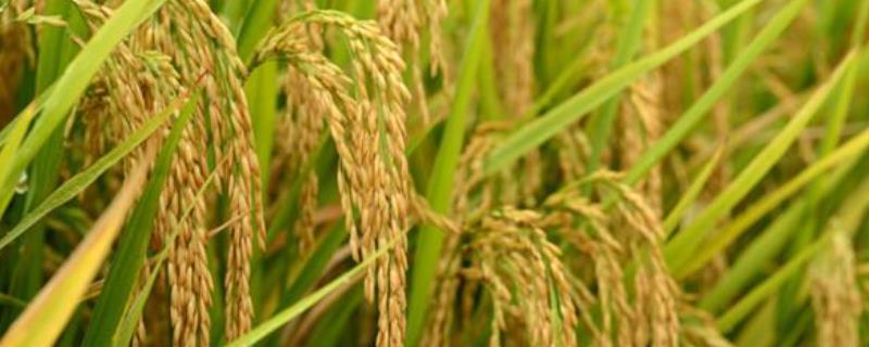 Y两优133水稻品种的特性