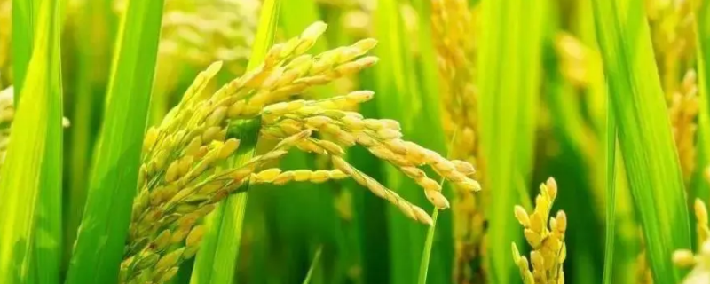 五优珍丝苗水稻种子特征特性，中抗白叶枯病（Ⅳ型菌1～3级