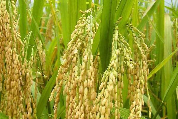 旌优2877水稻品种的特性，注意防治白叶枯病