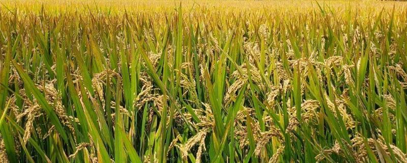 玉晶新占水稻种子特征特性，感温型常规稻品种