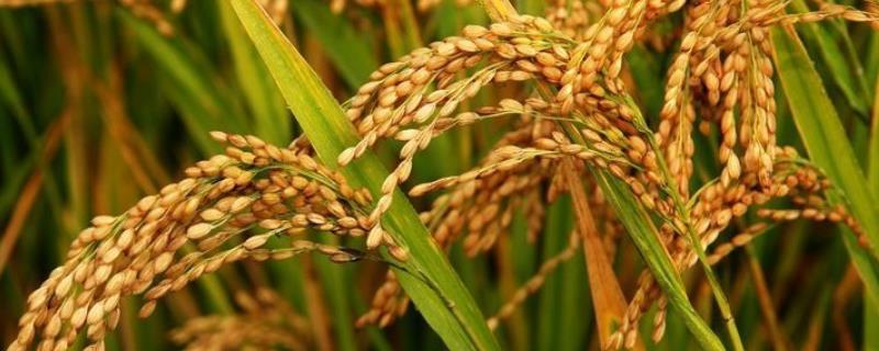 恒丰优3512水稻品种的特性，早造平均全生育期125天