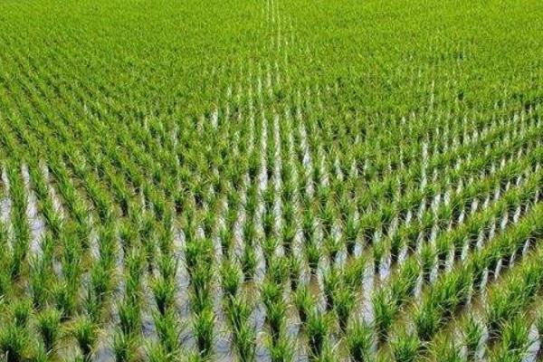 固广油占水稻品种的特性，感温型常规稻品种