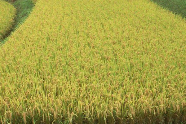 田禾1号水稻种子特征特性，感温型常规稻品种