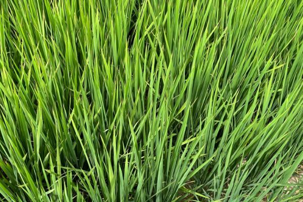 粤银软占水稻品种简介，感温型常规稻品种