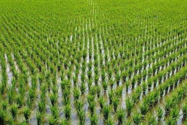 隆优3155水稻种子特点，注意防治稻瘟病