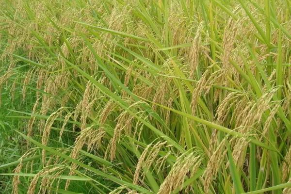 恒丰优426水稻种子简介，特别注意防治白叶枯病