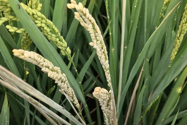裕优占水稻品种简介，注意防治白叶枯病
