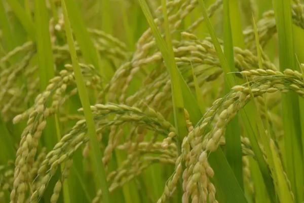 裕优锋占水稻品种简介，注意防治白叶枯病