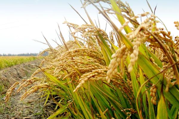 山软8号水稻种子特点，感温型常规稻品种