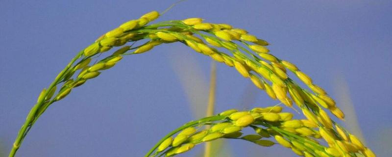 裕优占水稻品种简介，注意防治白叶枯病