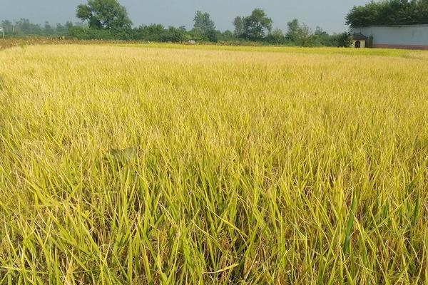 双黄丝苗水稻种子特点，感温型常规稻品种
