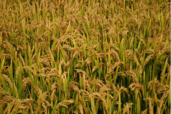 合莉油占水稻品种的特性，中抗白叶枯病（IV型菌3级