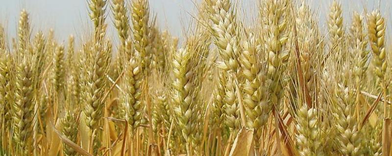 渝麦17小麦品种的特性，中抗赤霉病
