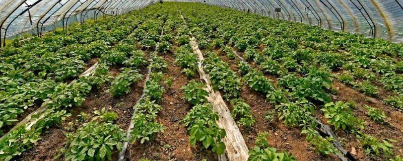 野菜的种植要点，要使用疏松肥沃的沙质土壤