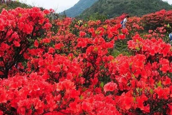 杜鹃花烂根的原因，过度浇水、发生病虫害、肥料浓度过高均会导致