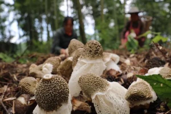 竹荪的采摘时间，集中每年的6月份左右