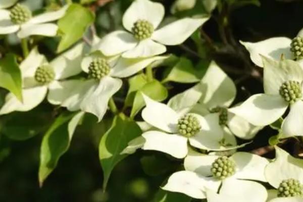 dogwood是指什么树，是指四照花