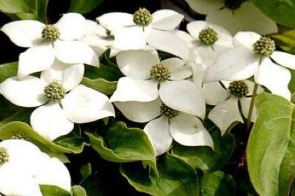 dogwood是指什么树，是指四照花