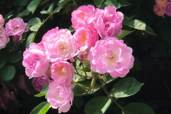 怎么给蔷薇花浇水，夏季10天就可以浇一次水