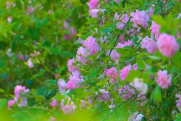 怎么给蔷薇花浇水，夏季10天就可以浇一次水